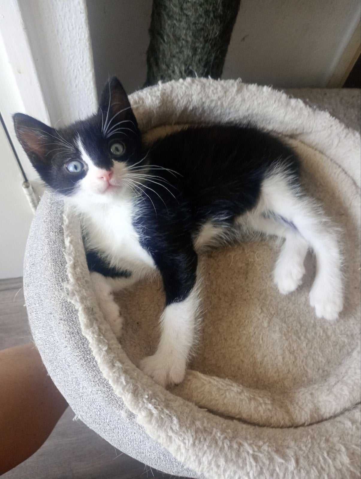 supper lieve aanhankelijke kittens, Meerdere dieren