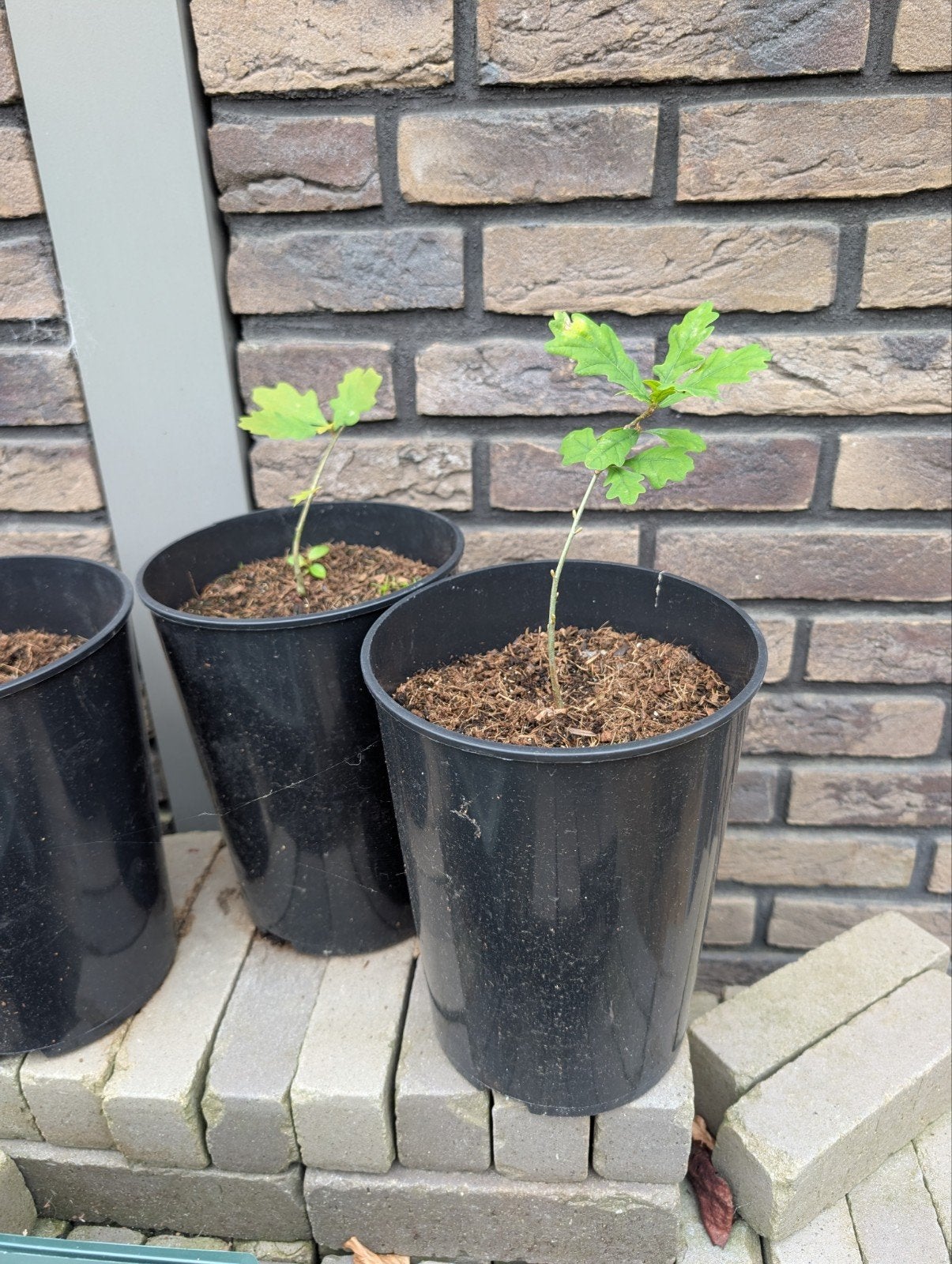 Zaailingen zomereik, Tuin en Terras, Ophalen