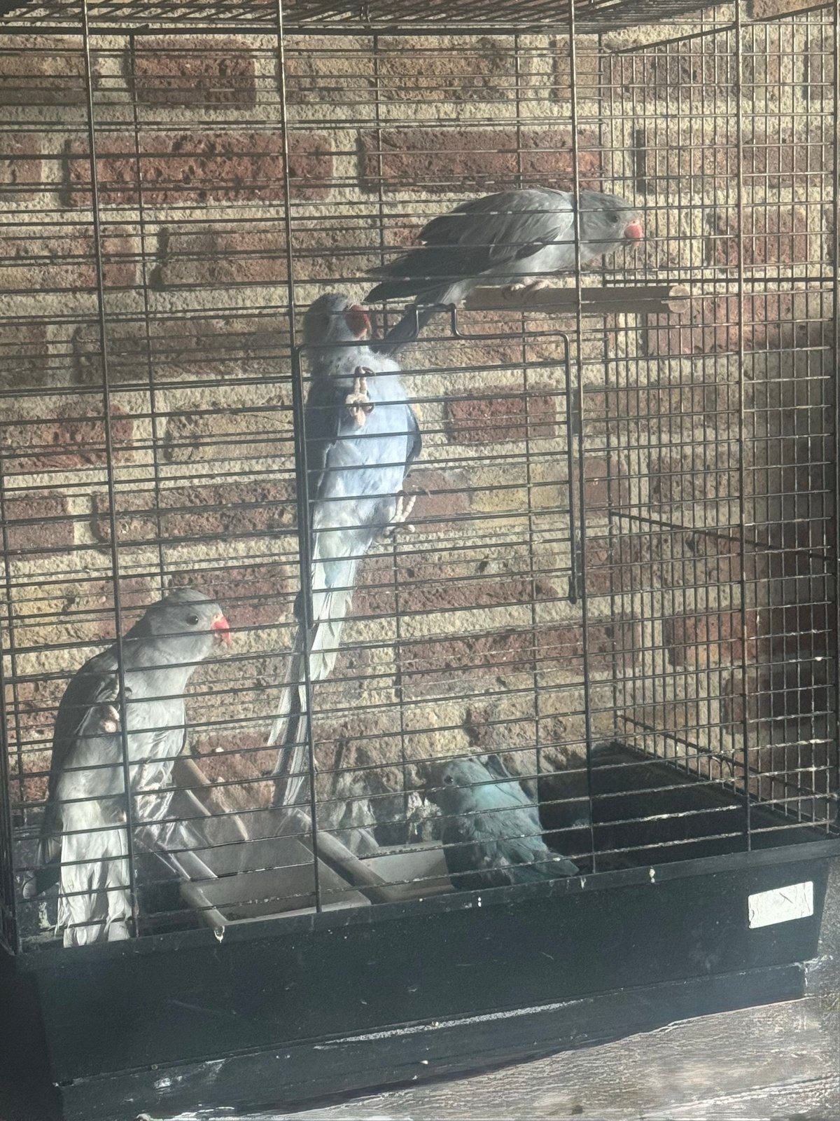 Jonge halsband parkieten, Meerdere dieren, Parkiet, Tam