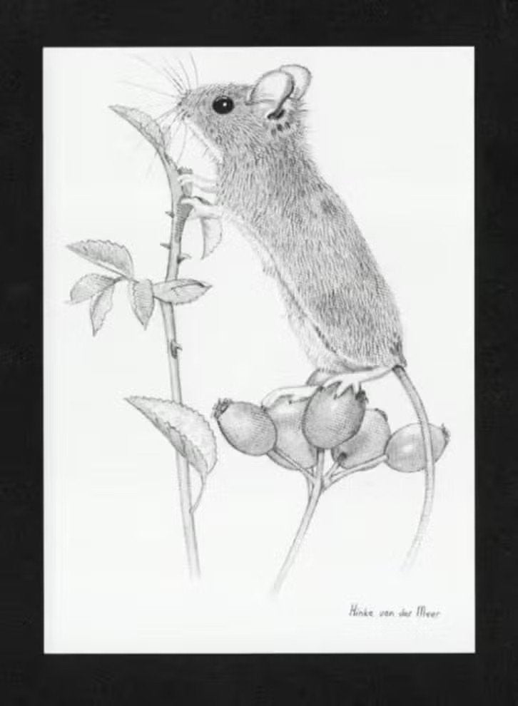 Veldmuis Knaagdier Rozenbottel Pentekening, Hinke v.d. Meer., Verzamelen, Ophalen of Verzenden, 1980 tot heden, Ongelopen, Knaagdier