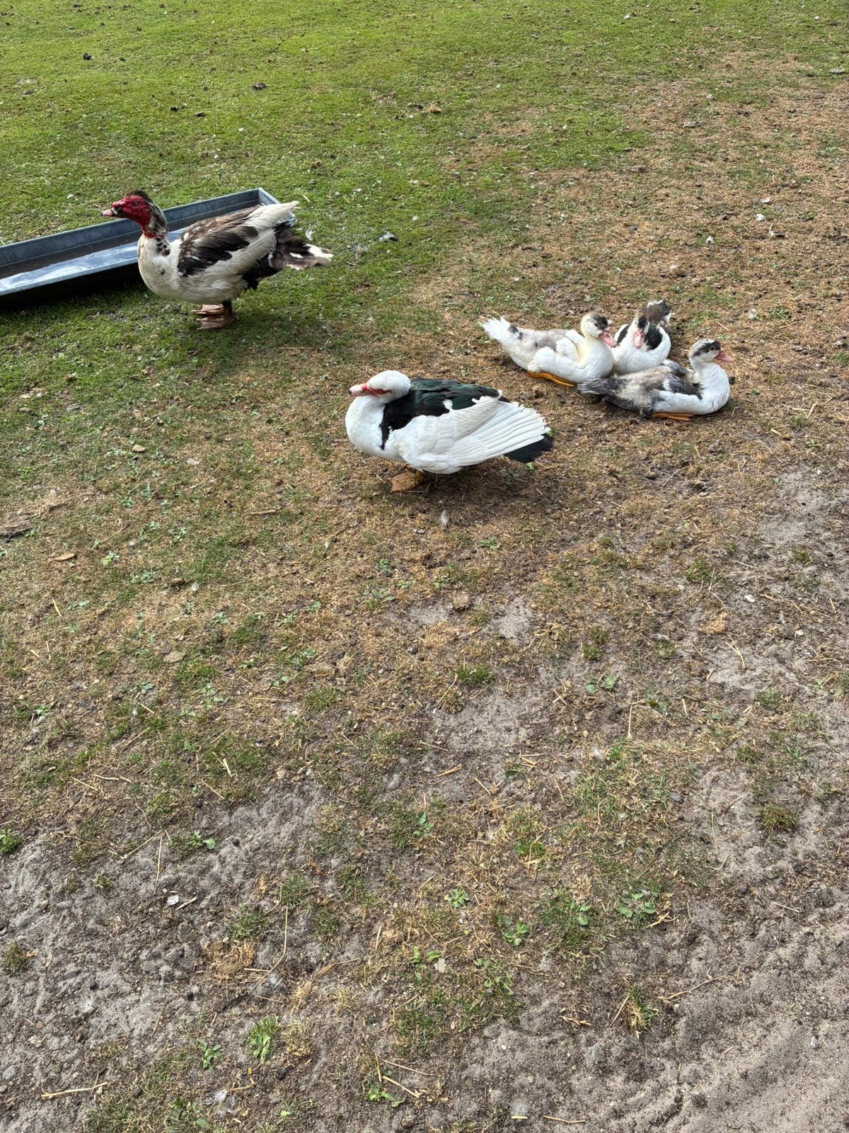 Mooie gezonde kaapse eenden te koop, Ophalen of Verzenden