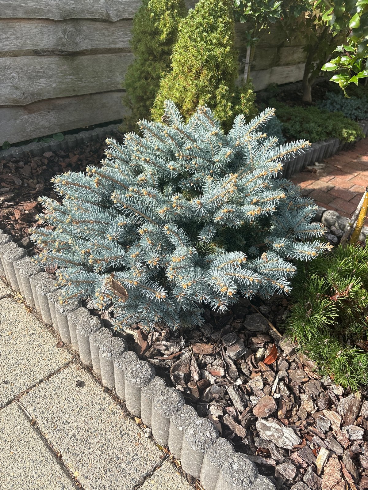 Blauwe Dwergspar - Picea Glauca Conica, Tuin en Terras, Volle zon, Vaste plant, Bloeit niet, Ophalen