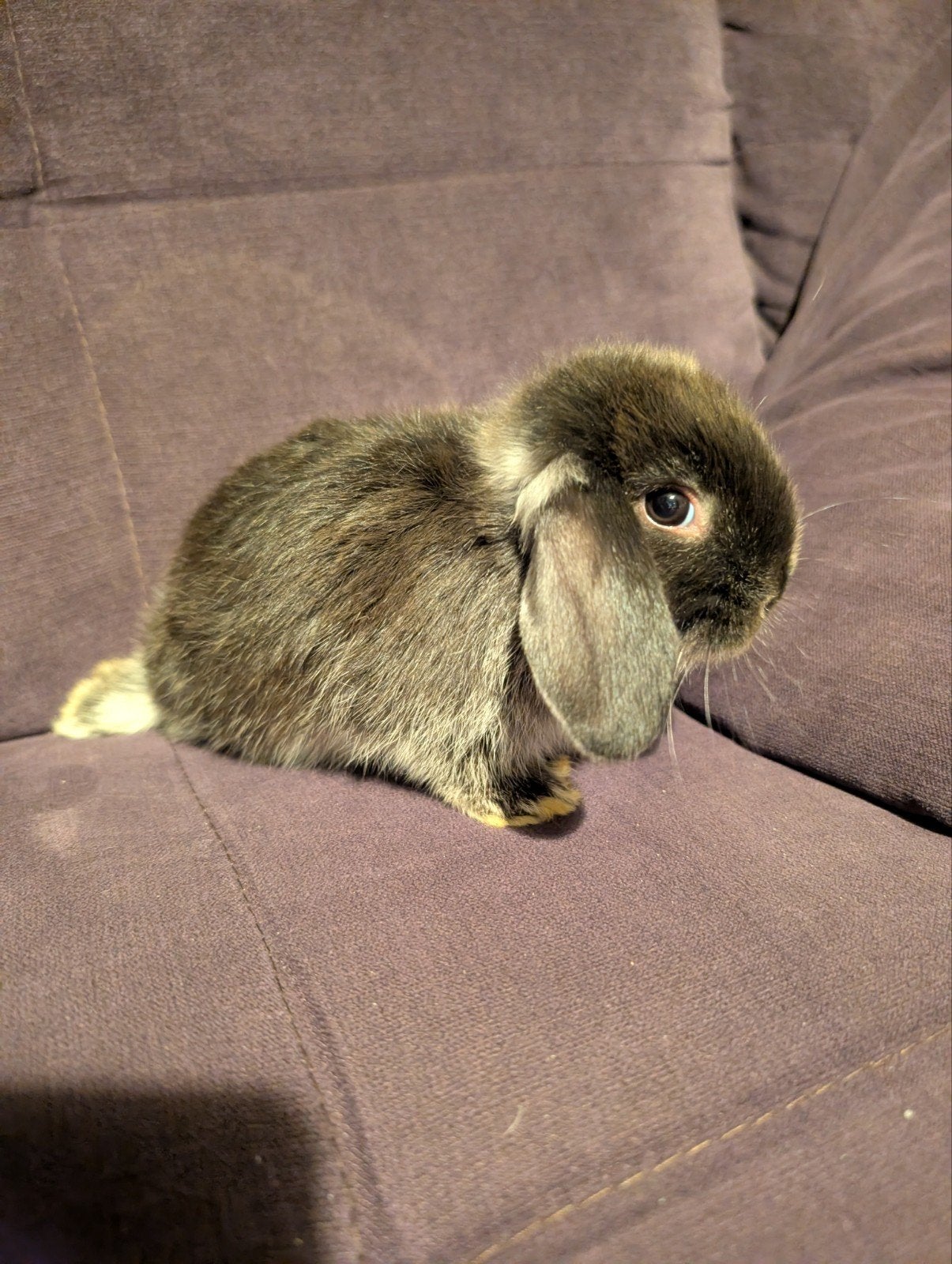4 week black rabbit, Dieren en Toebehoren, Konijnen, Mannelijk, Dwerg