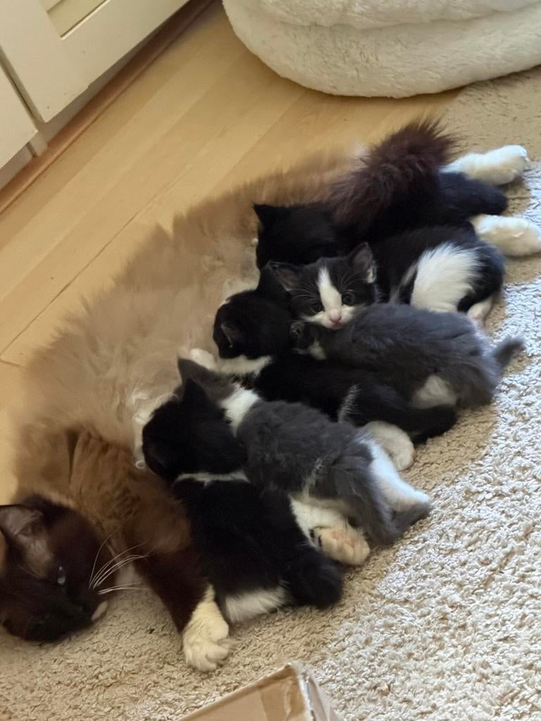 Ragdoll kruising met blauwe ogen, Meerdere dieren