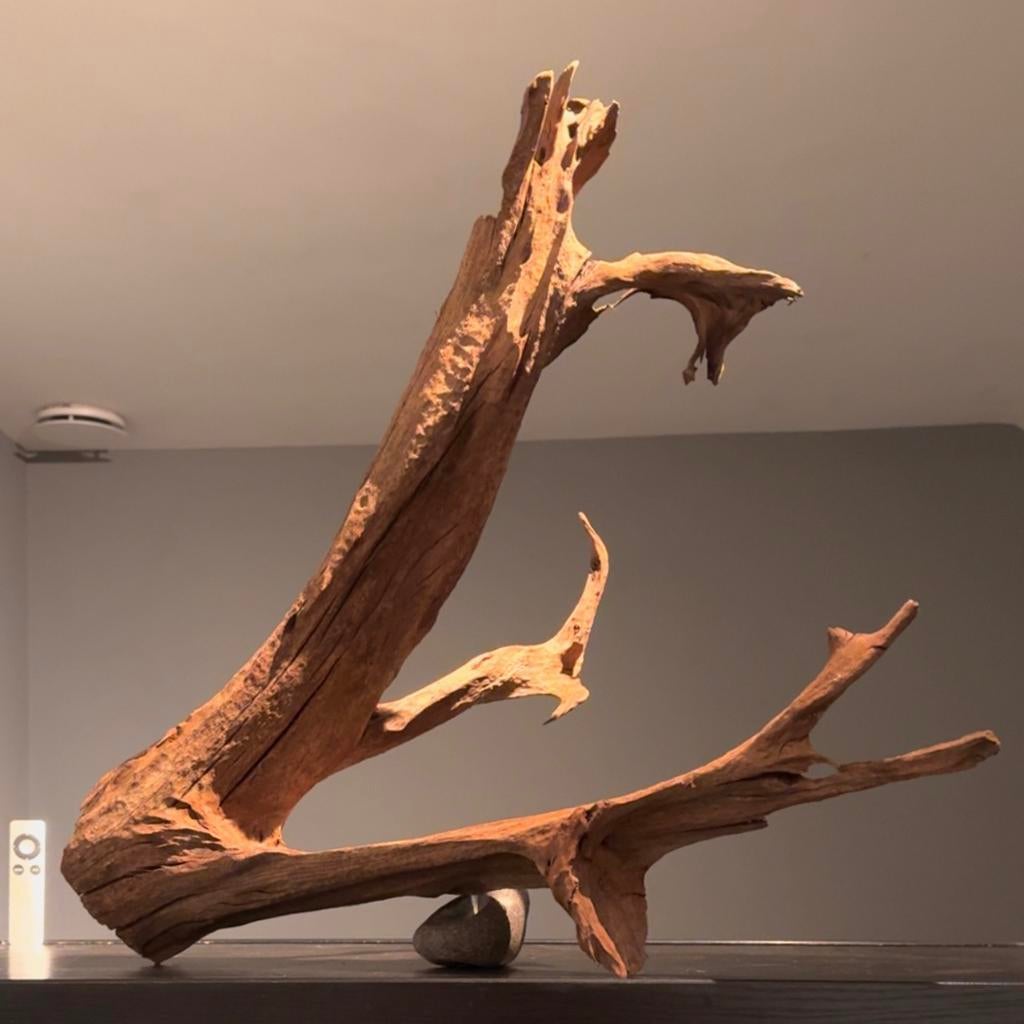 Enorm stuk Kienhout / Driftwood / Spiderwood, Hout Decoratie, Ophalen of Verzenden, Zo goed als nieuw, Plant(en), Steen of Hout