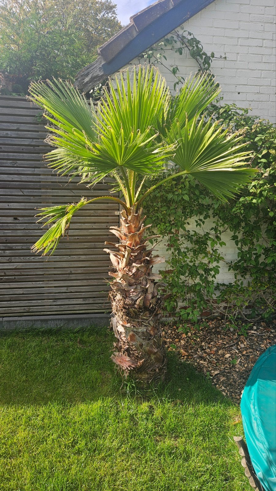 Grote Palmboom - Washingtonia Robusta, Tuin en Terras, Volle zon, Vaste plant, Bloeit niet, Ophalen