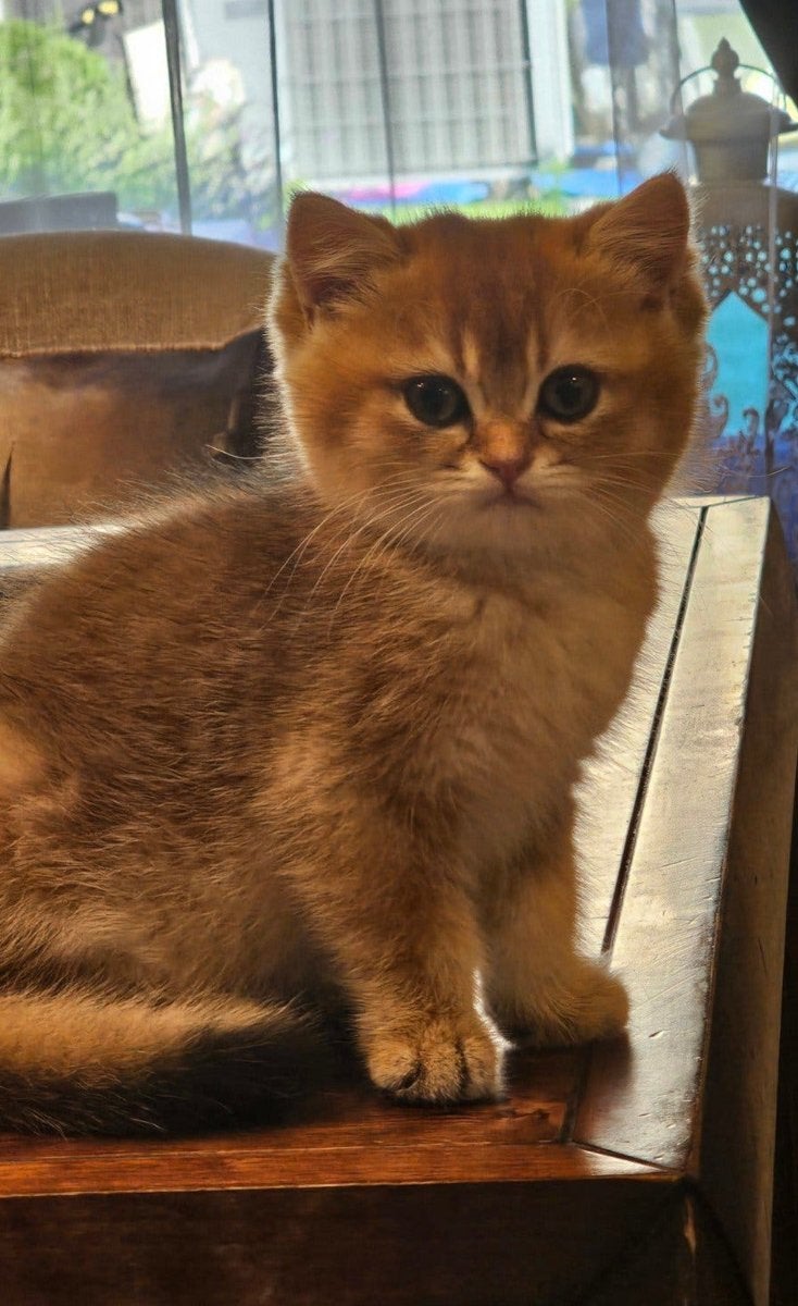 Briste korthaar kitten, Kater