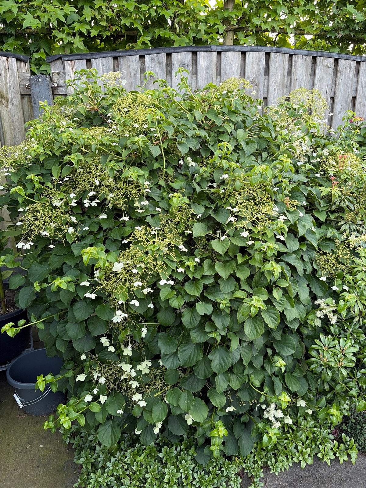 Klimhortensia - Hydrangea - wit, Tuin en Terras, Ophalen, Vaste plant, Halfschaduw, Klimplanten