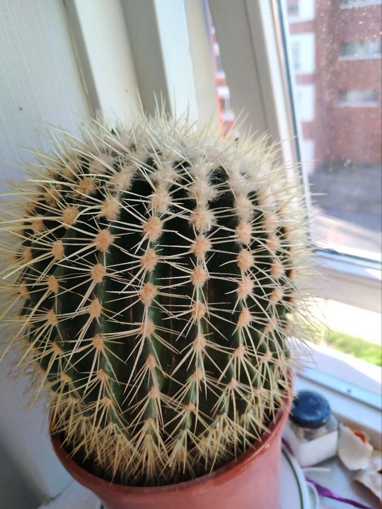 Grote, mooie cactus (ca. 23 jaar oud), Huis en Inrichting, Kamerplanten, Ophalen of Verzenden, Minder dan 100 cm, In pot, Cactus