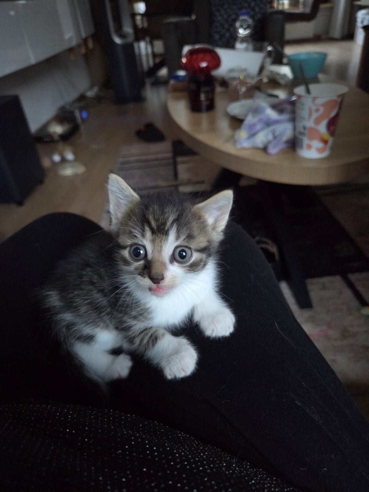 katertje, Dieren en Toebehoren, Kater, Kortharig, 0 tot 2 jaar