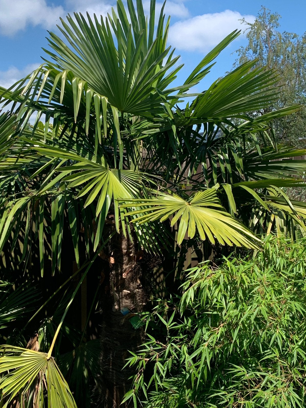 Grote palm, Tuin en Terras, Planten | Bomen, 100 tot 250 cm, Zomer, Palmboom, Ophalen
