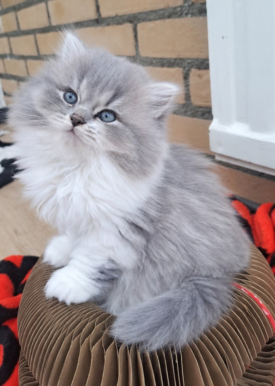 britse langharige poes met stamboom, Poes, Met stamboom, 0 tot 2 jaar