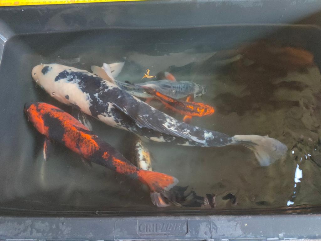 4 koi en 1 shubunkin, Karper of Koi