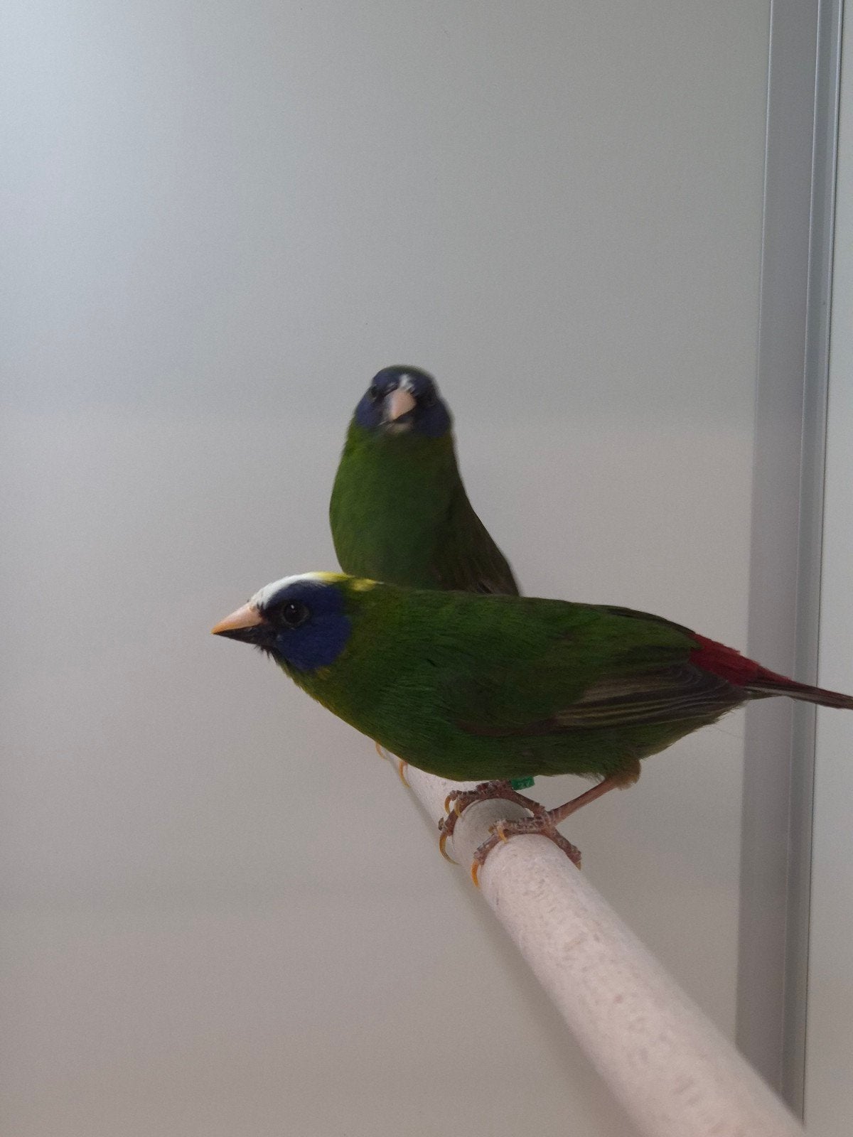 1-1 Driekleur papagaai amadines, Dieren en Toebehoren, Meerdere dieren, Tropenvogel, Geringd