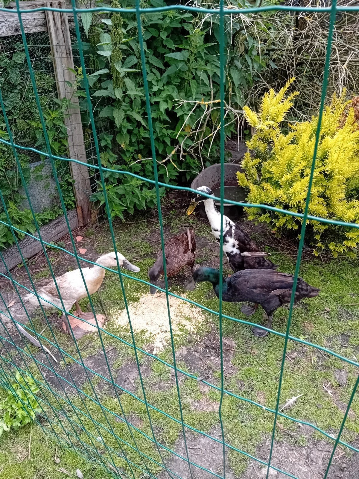 Loopeenden  samen 20 euro, Dieren en Toebehoren, Pluimvee, Meerdere dieren, Eend
