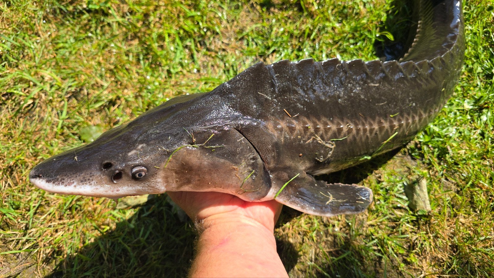 Slatdick steur (Acipenser nudiventris) 102cm, Dieren en Toebehoren, Vissen | Vijvervissen, Steur