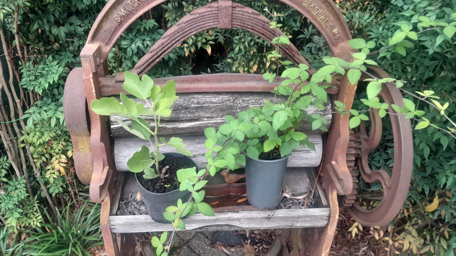 Tammebramen struik braam  vijgenboom vijgenstruik plant, Ophalen, Volle zon, Vaste plant, Zomer