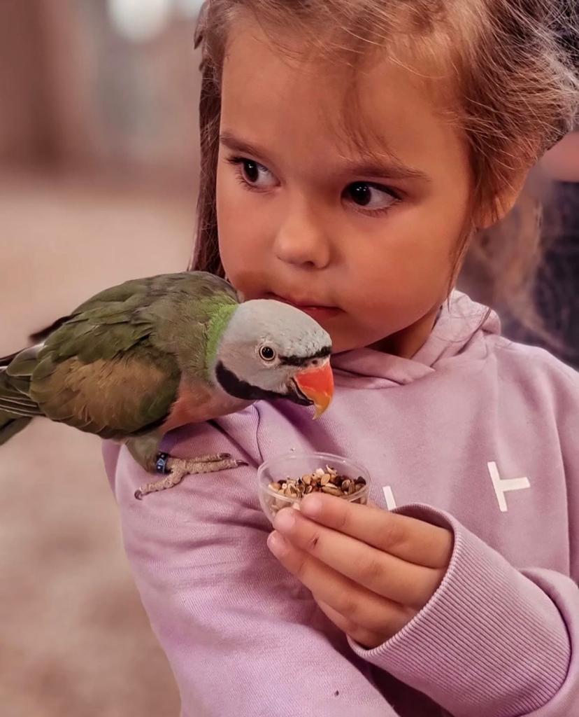 jonge parkieten in vele soorten & maten ., Meerdere dieren, Parkiet, Pratend