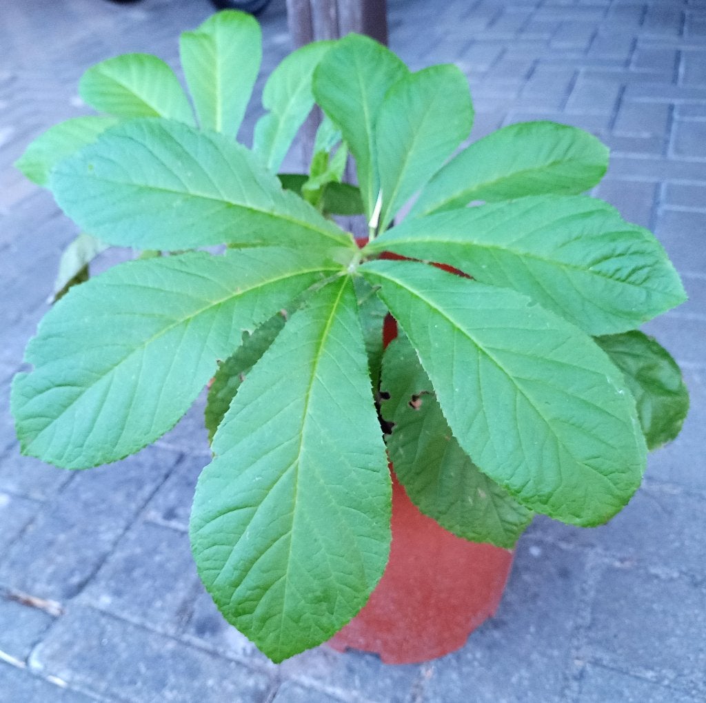 Rodgersia, Vaste plant, Halfschaduw, Zomer, Ophalen