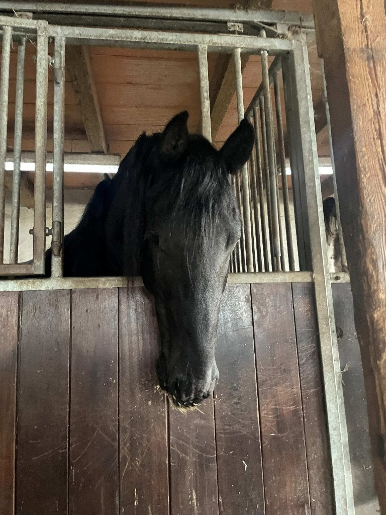 Friese hengst te koop aangeboden, Dieren en Toebehoren, Paarden, Hengst, Onbeleerd, Minder dan 160 cm, 0 tot 2 jaar, Dressuurpaard