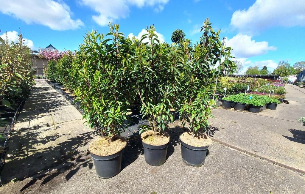 Portugese Laurier prunus lusitanica100cm voor €12,50, Tuin en Terras, Planten | Tuinplanten, Ophalen, Overige soorten, Halfschaduw
