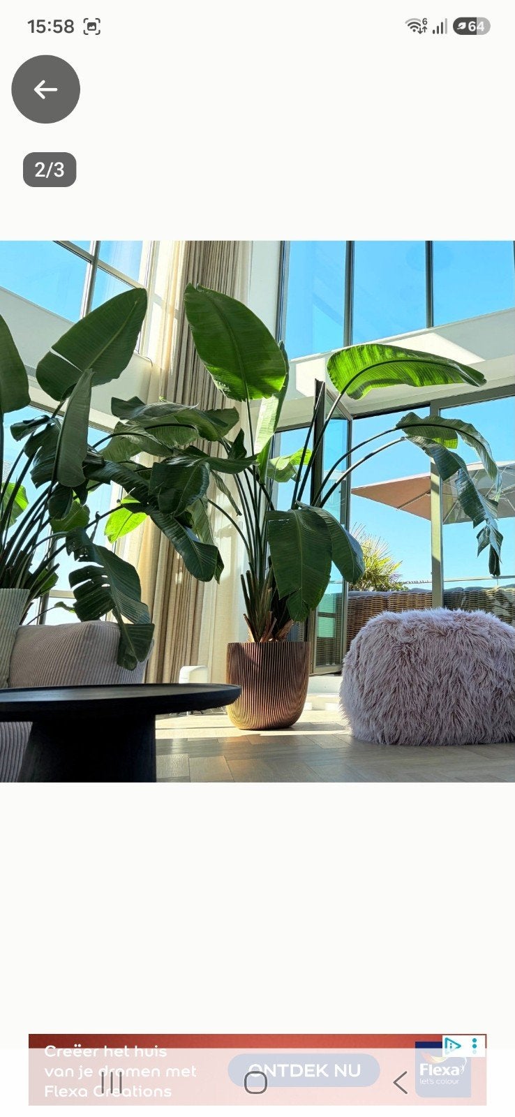 Strelitzia planten,  Koopje!!, Huis en Inrichting, Ophalen, 200 cm of meer, Overige soorten, In pot