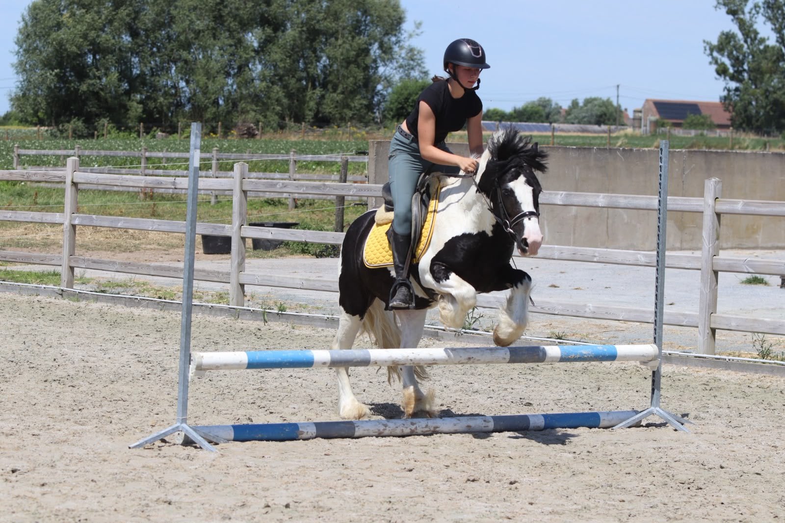 Knappe en super braaf gereden ruin, Minder dan 160 cm, Ruin, Zadelmak, 3 tot 6 jaar