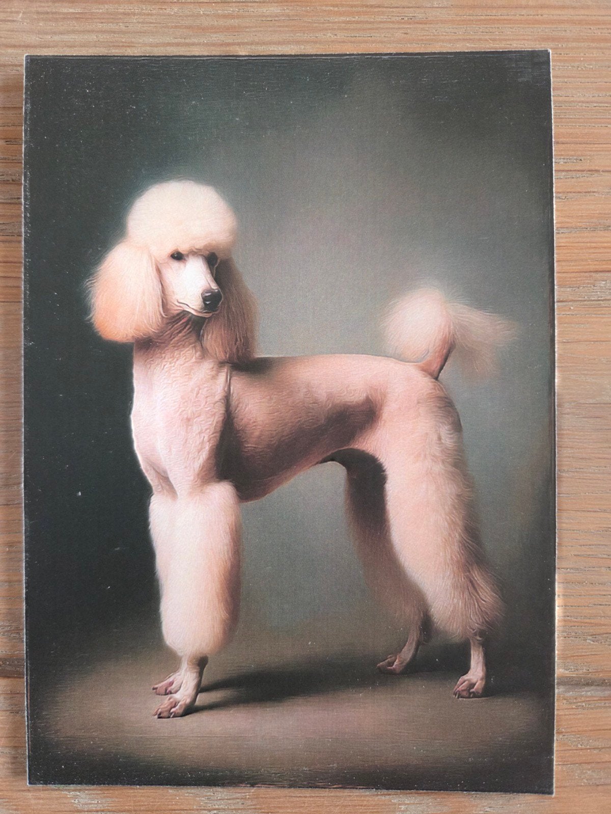 POEDEL, Ophalen, Hond of Kat