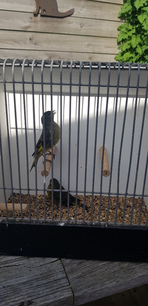 Bastaarden zw.sijs  bl.kanarie, Mannelijk, Tropenvogel