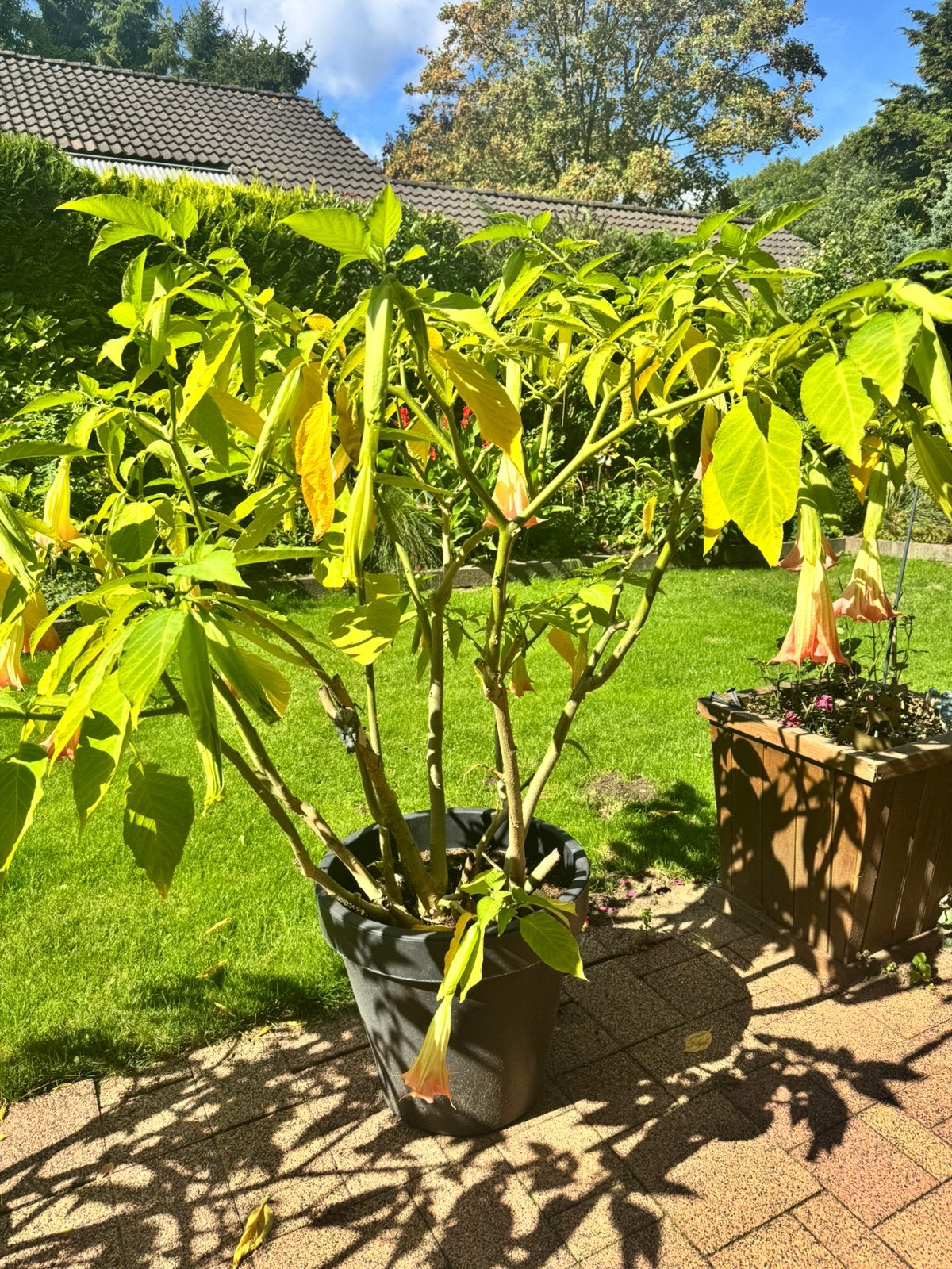 Brugmansia trompet bloem, Vaste plant, Halfschaduw, Zomer, Ophalen