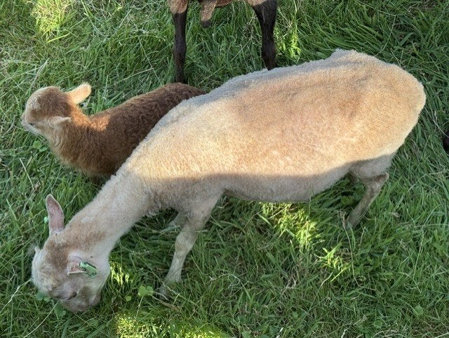 Diverse Ouessant schapen te koop, Vrouwelijk, Schaap