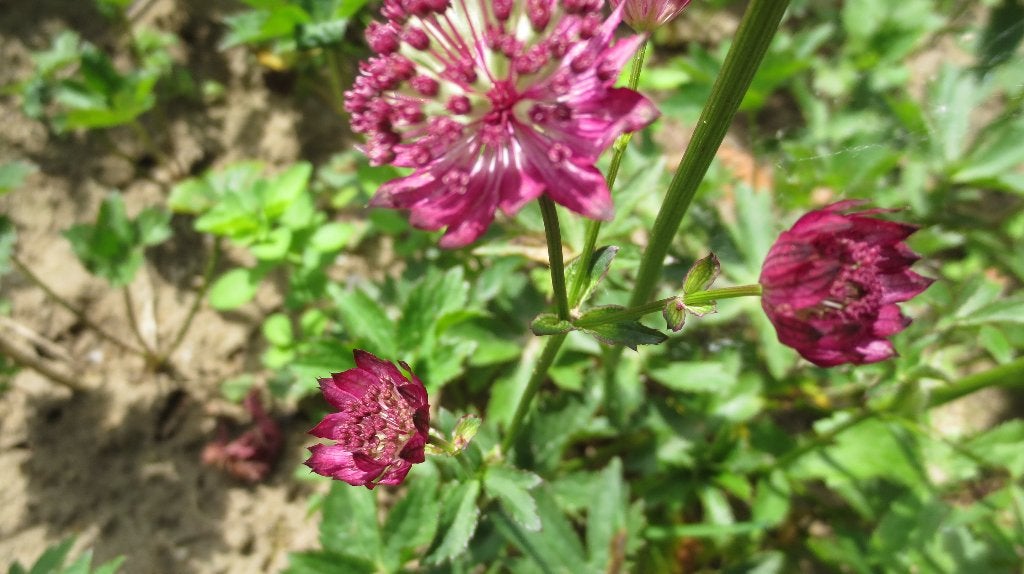 Zeeuws koopje Astrantia major, Overige soorten, Vaste plant, Ophalen of Verzenden, Halfschaduw