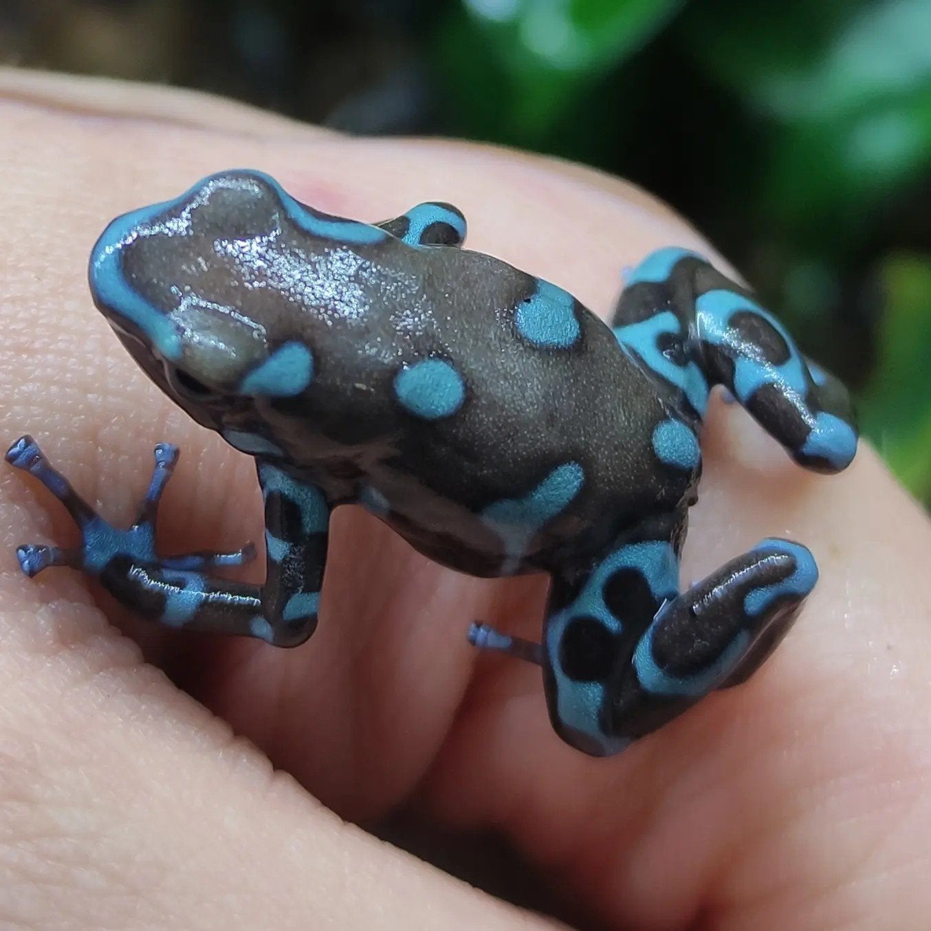 Dendrobates auratus 'Superblue' Frog photo 3