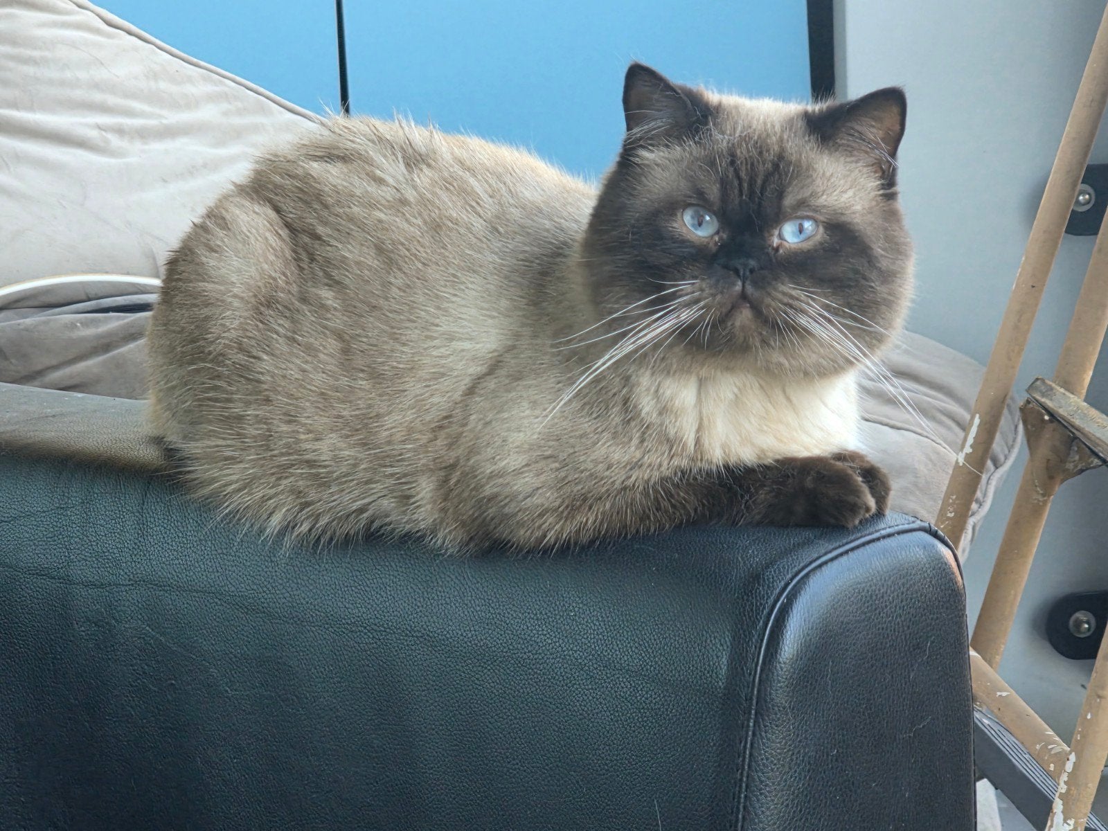 Mix britse korthaar met himalaya, Kater