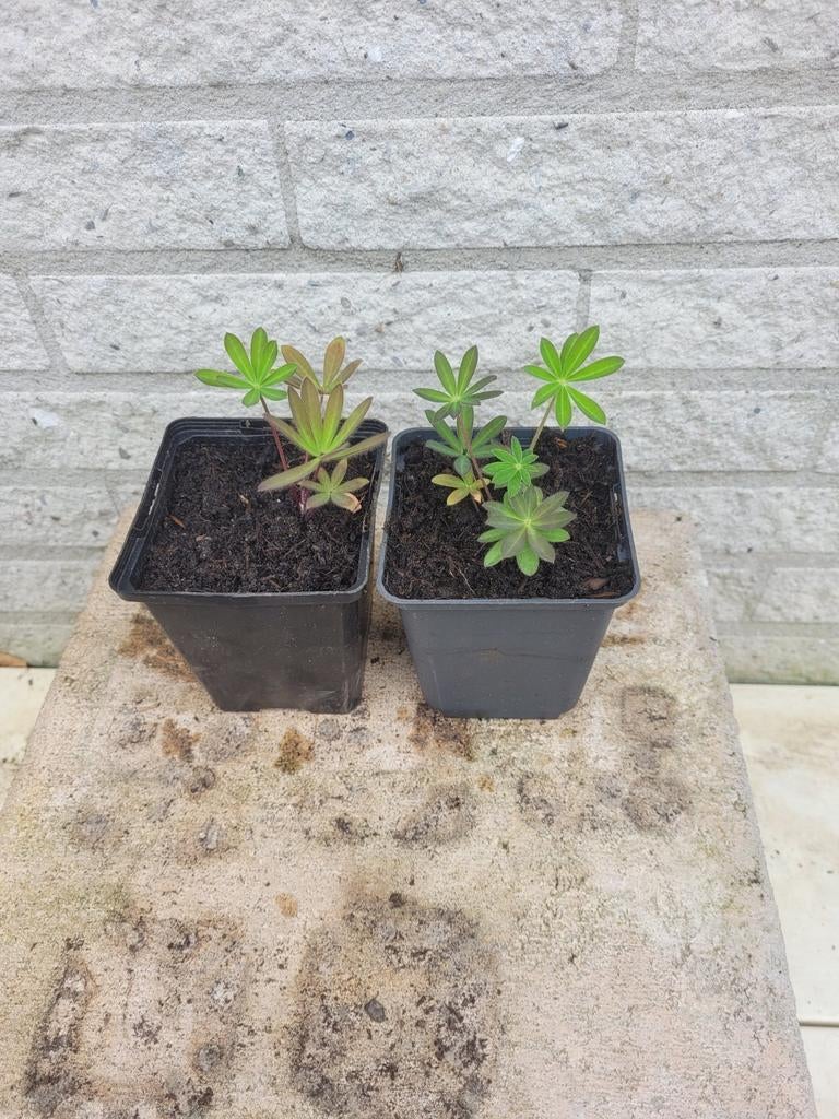 Lupine biologisch, Tuin en Terras, Planten | Tuinplanten, Ophalen, Overige soorten, Volle zon
