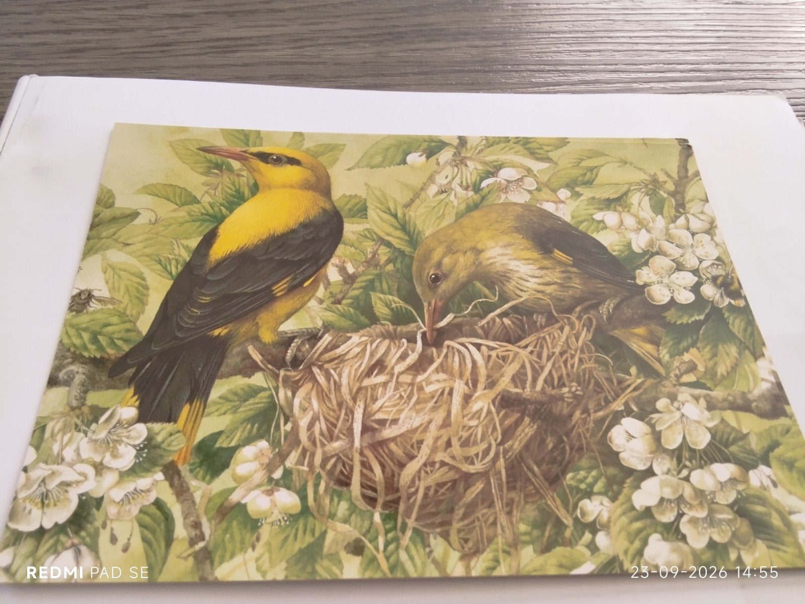 Ansichtkaart Marjolein Bastin - Wielewalen bij nest, Ophalen of Verzenden, 1980 tot heden