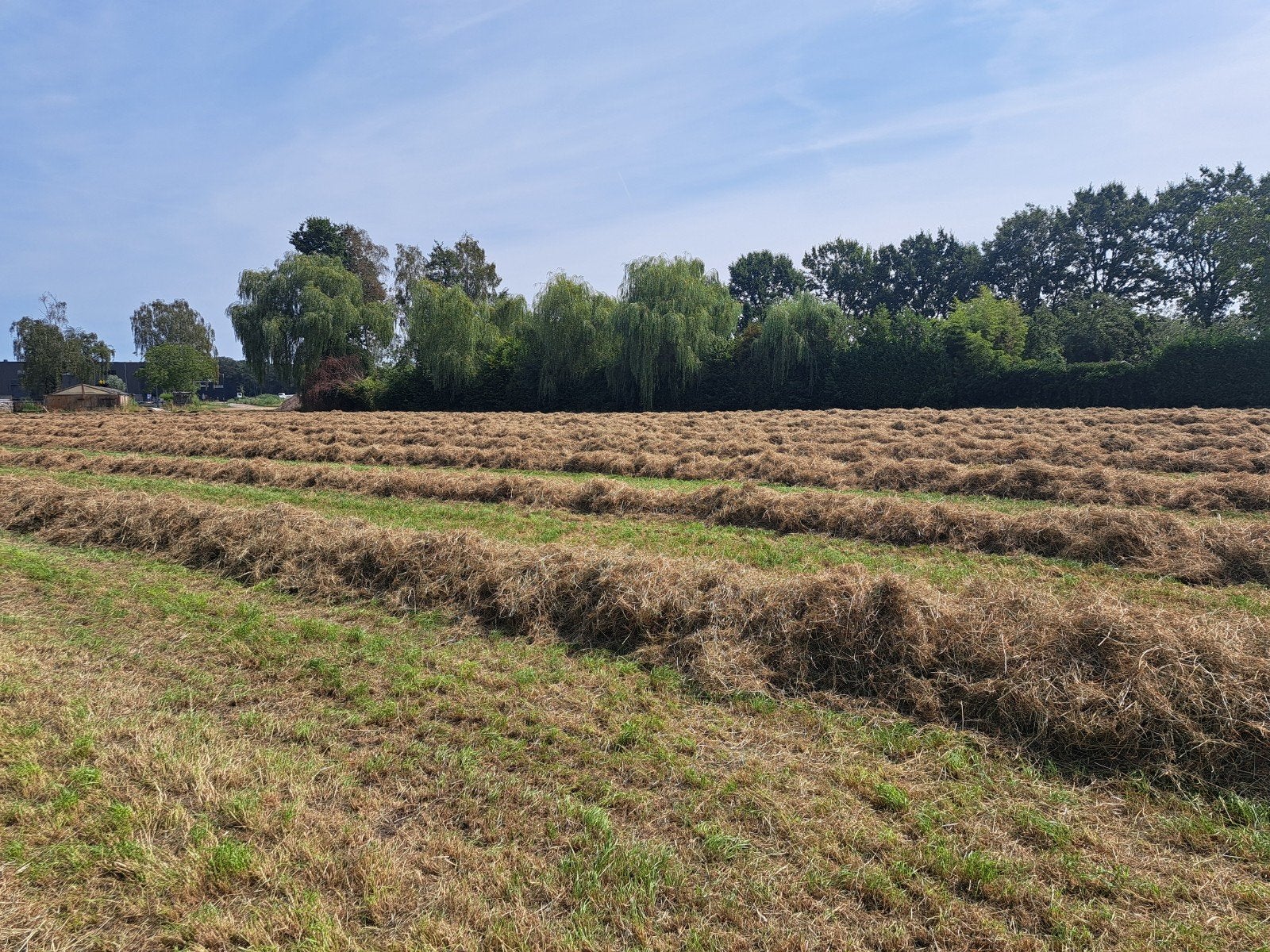 midi balen hooi, Dieren en Toebehoren, Dierenvoeding, Ophalen, Overige soorten