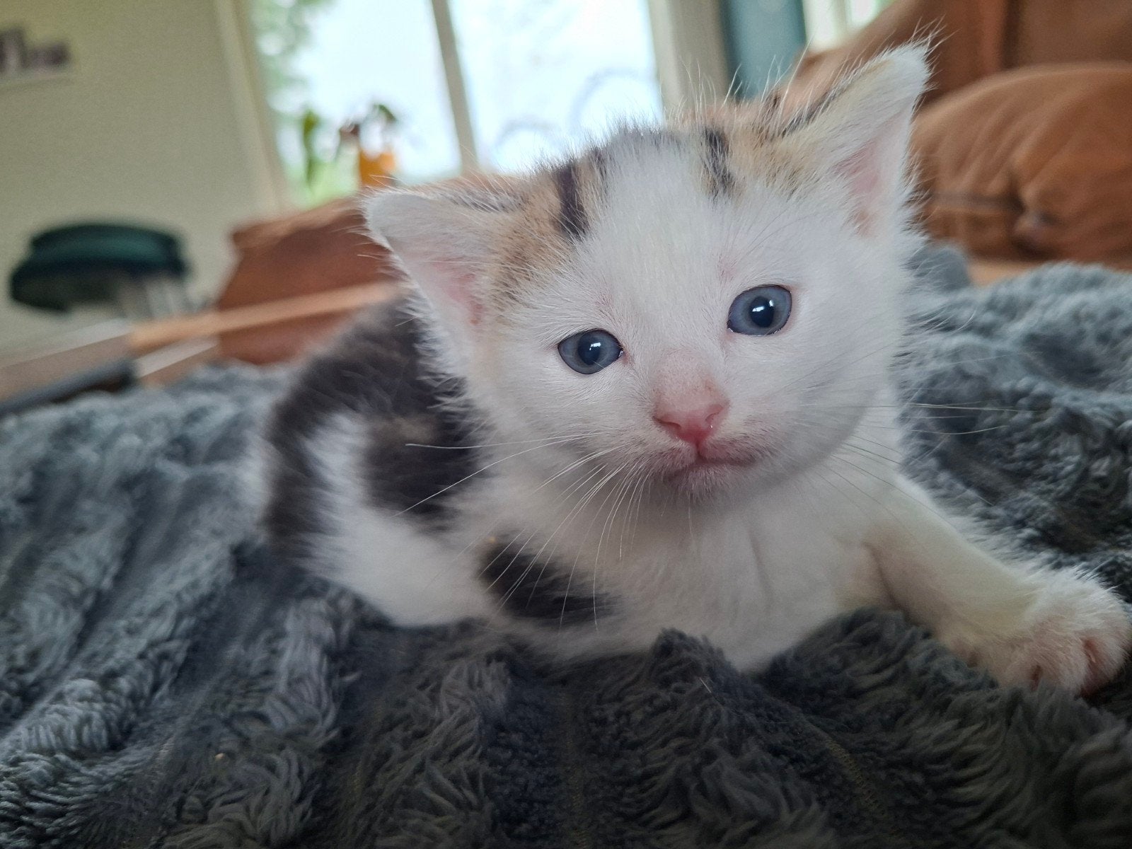 Nog 2 mooie poesjes zoeken een nieuw huisje, Dieren en Toebehoren, Katten en Kittens | Overige Katten
