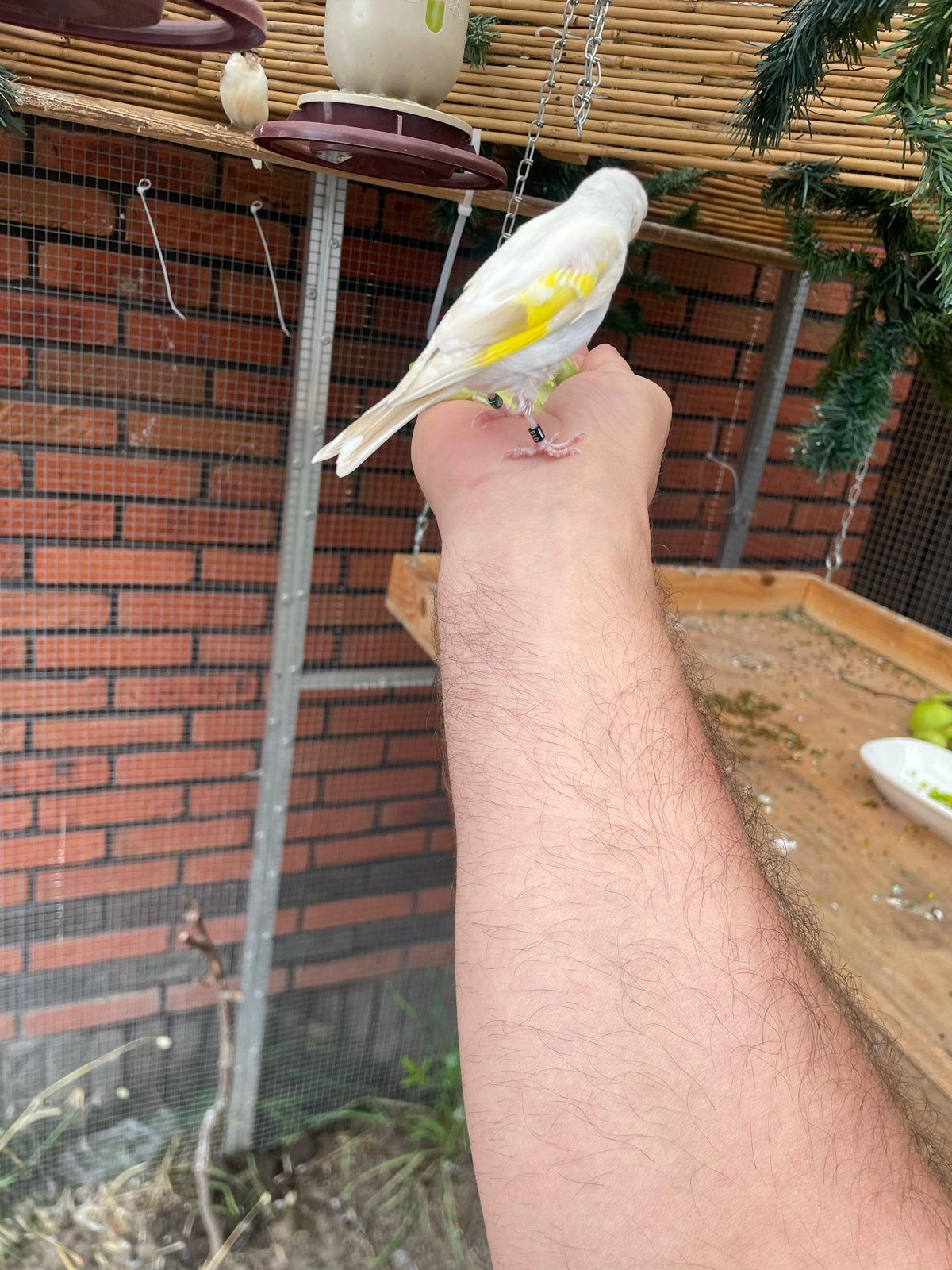 Majoor putter, Dieren en Toebehoren