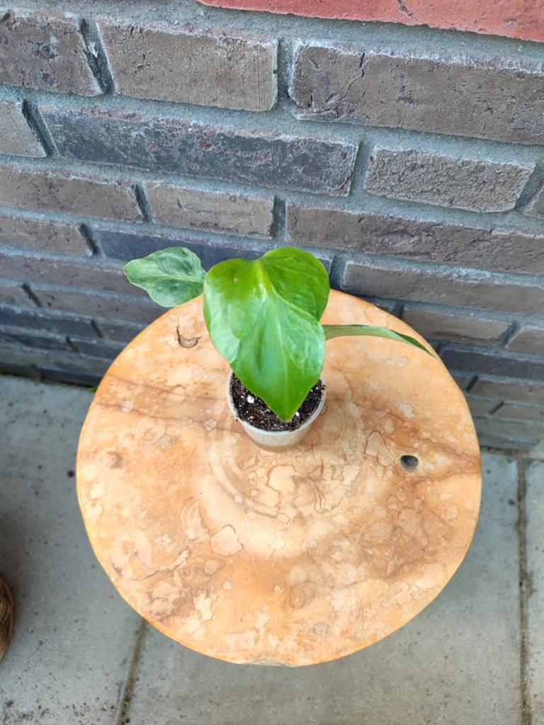 Monstera NOID contorta, Overige soorten, Minder dan 100 cm, Groene kamerplant, Halfschaduw