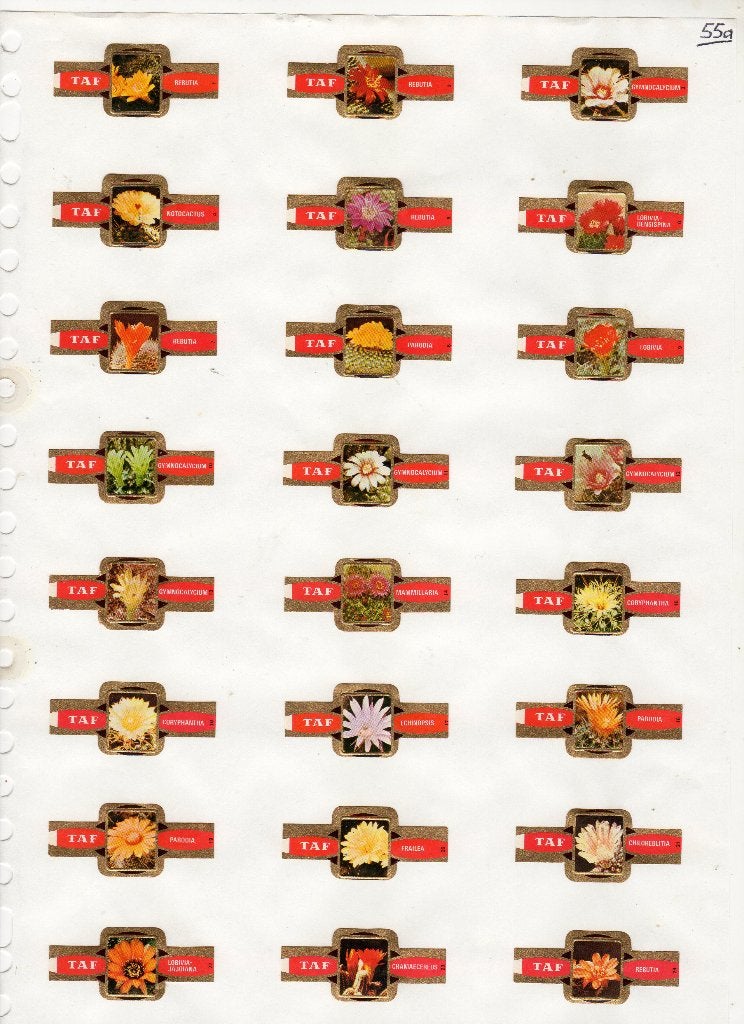 TAF  KF  Cactusbloemen, Verzenden, Zo goed als nieuw, Sigarenbandjes