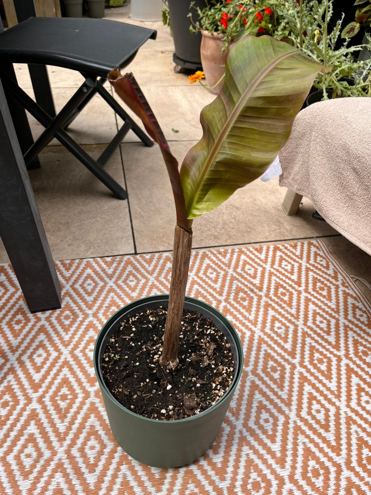 Musa Nono Pink incl. buitenpot, Ophalen, Overige soorten, Volle zon