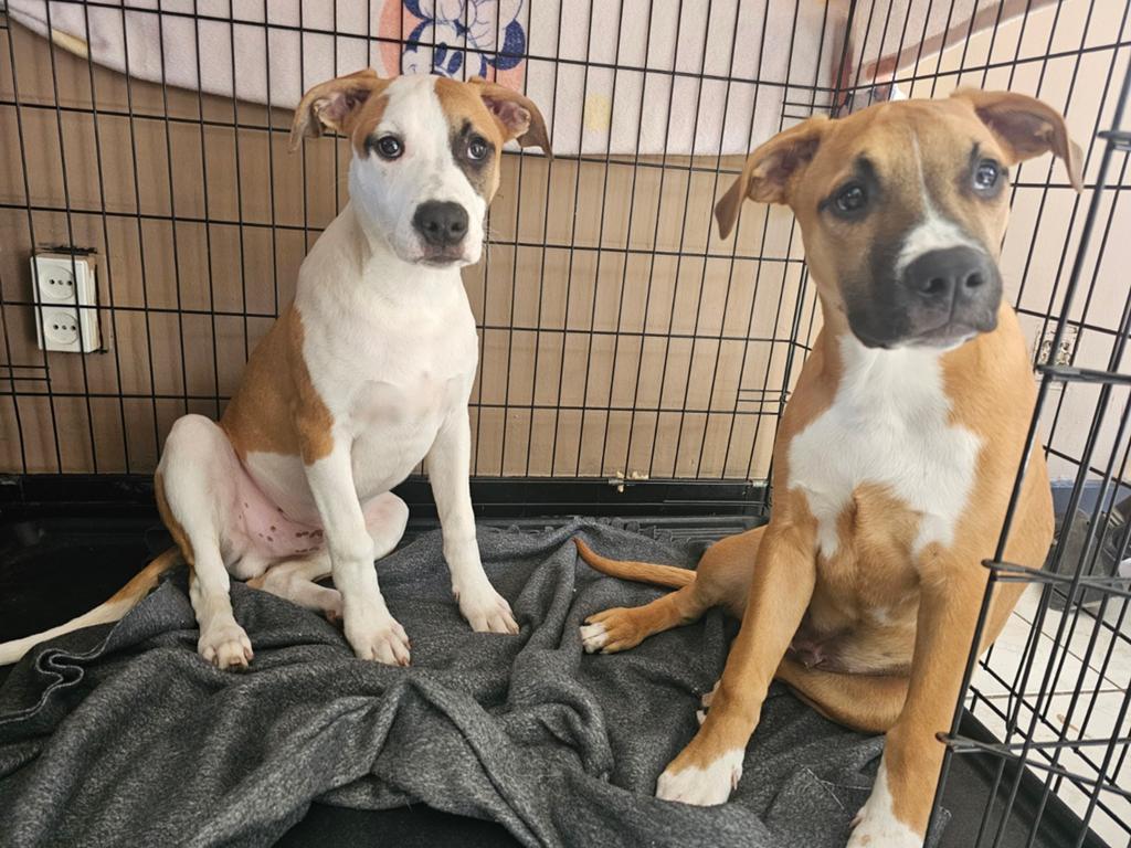 Stafford pup laatste!, 8 tot 15 weken, Parvo, Eén hond, Middel