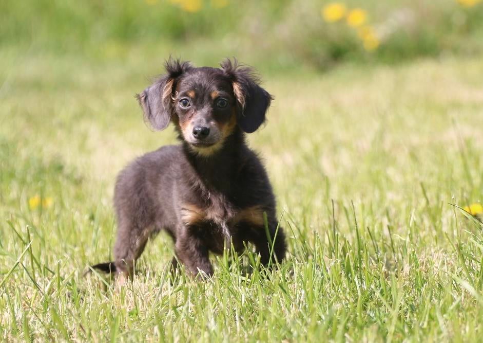 Teckel pup Schoko Tan halflang haar, Dieren en Toebehoren, Honden | Teckels en Dashonden, Reu, 8 tot 15 weken, Dwerg, Langhaar