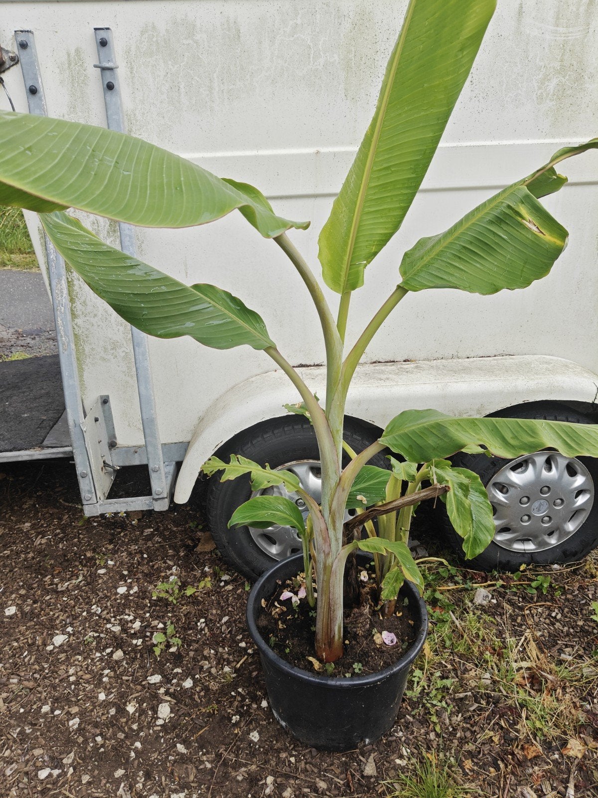 Musa bleu java, Tuin en Terras, Planten | Tuinplanten, Volle zon, Vaste plant, Zomer, Ophalen