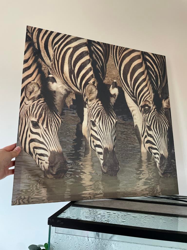 Canvas schilderij zebra's 60x60 cm, Ophalen of Verzenden, Schilderij, 50 tot 75 cm