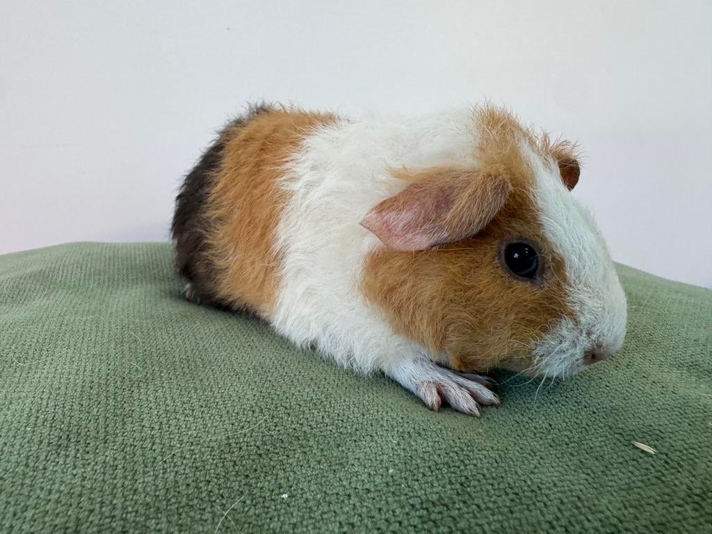 Lief zeugje Luna, April, Vrouwelijk, Cavia