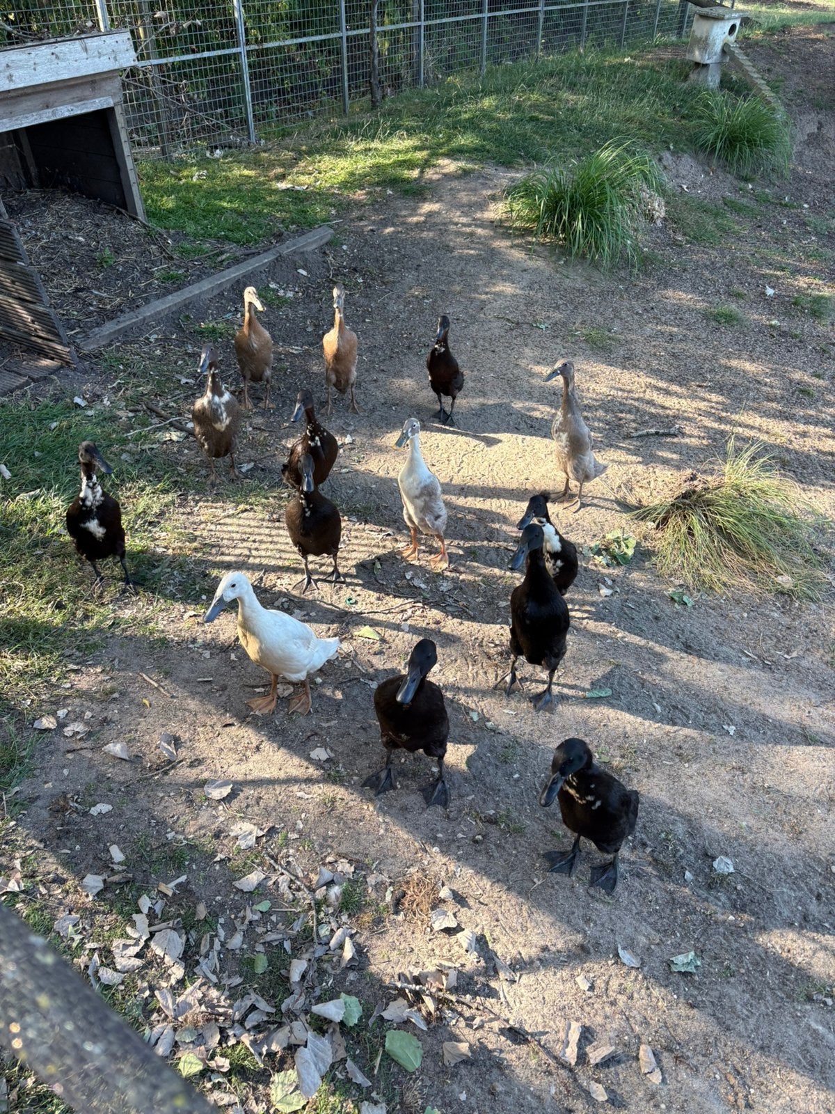 Indische loopeenden, Dieren en Toebehoren, Pluimvee, Meerdere dieren, Eend