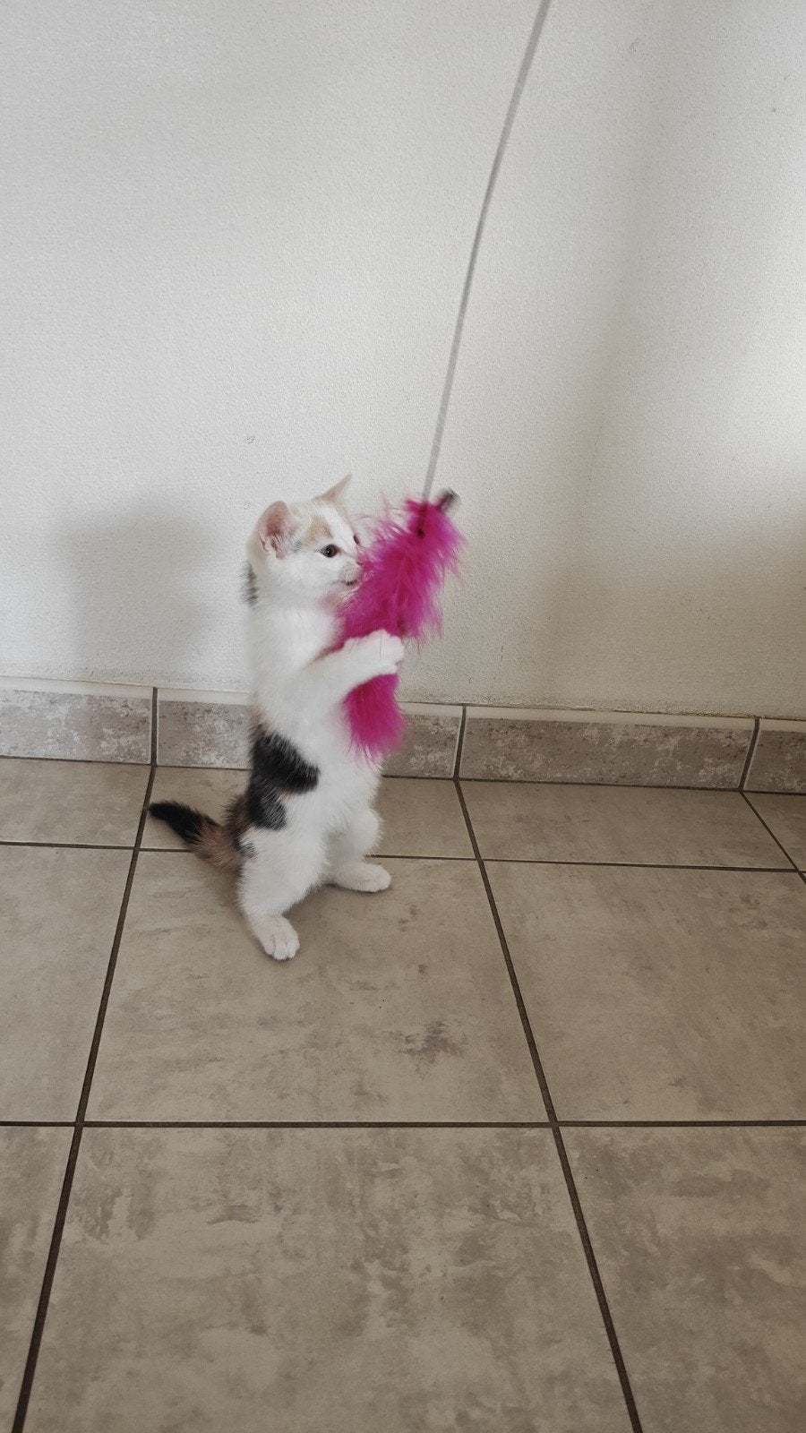 lieve speelse kitten grijs lapje, Poes, Langharig, 0 tot 2 jaar