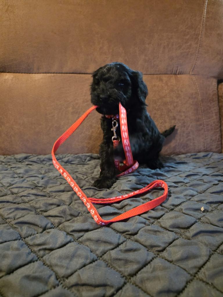Labradoodle pups, Dieren en Toebehoren, Overige rassen, 8 tot 15 weken, Meerdere, Meerdere dieren
